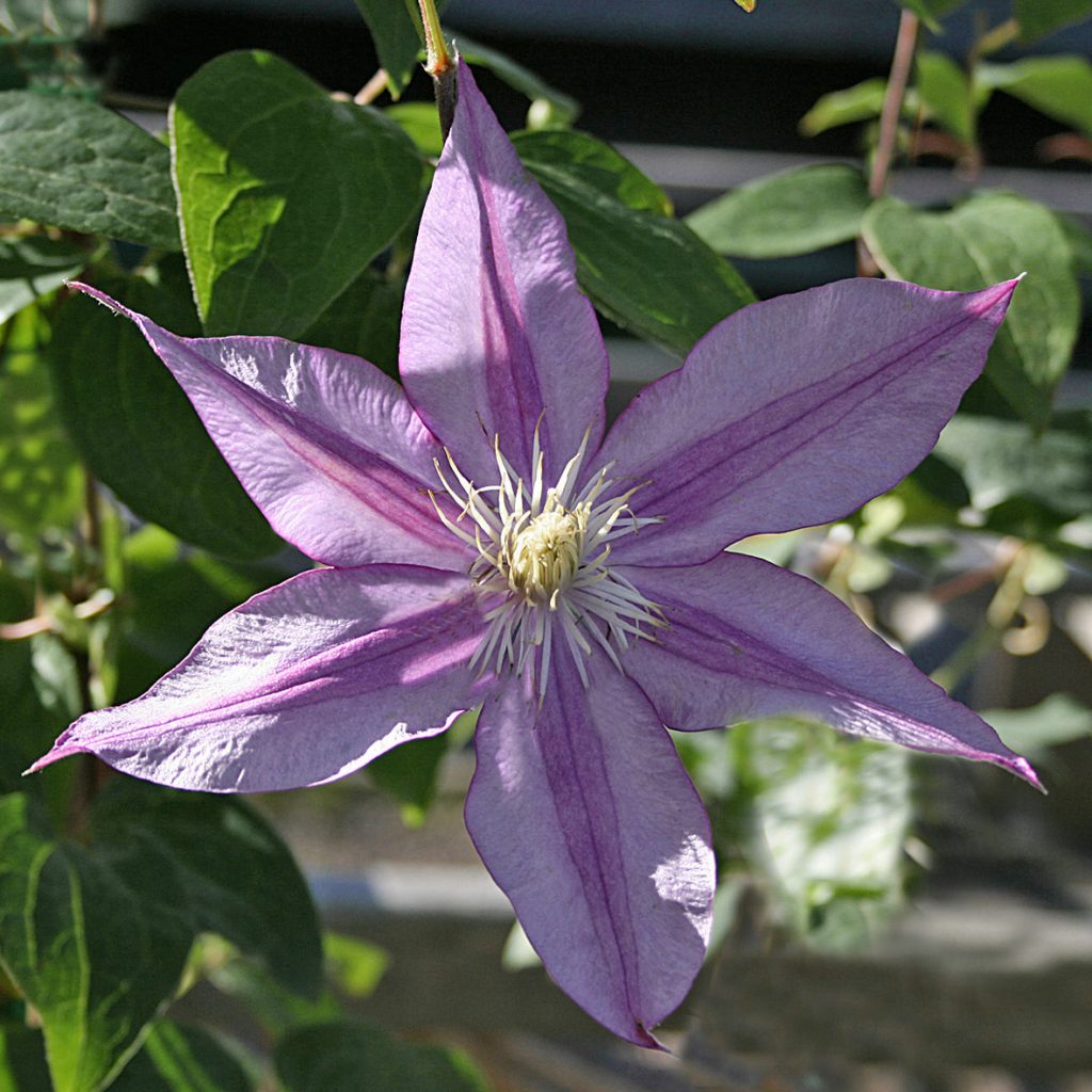 'Walter Pennell'