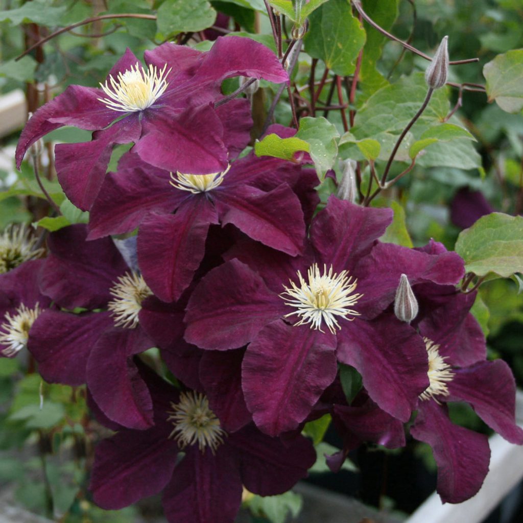 'Warszawska Nike'