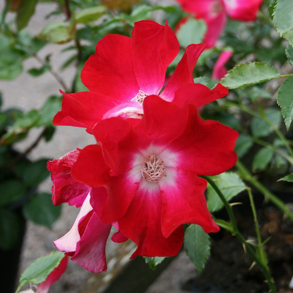 'Dortmund'