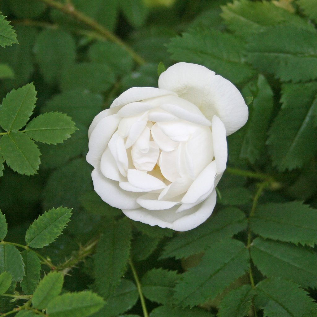 'Double White'