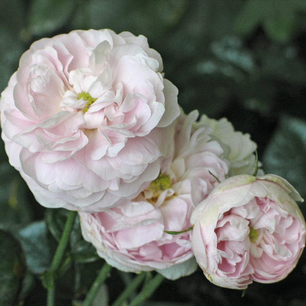 'Duchesse de Montebello'