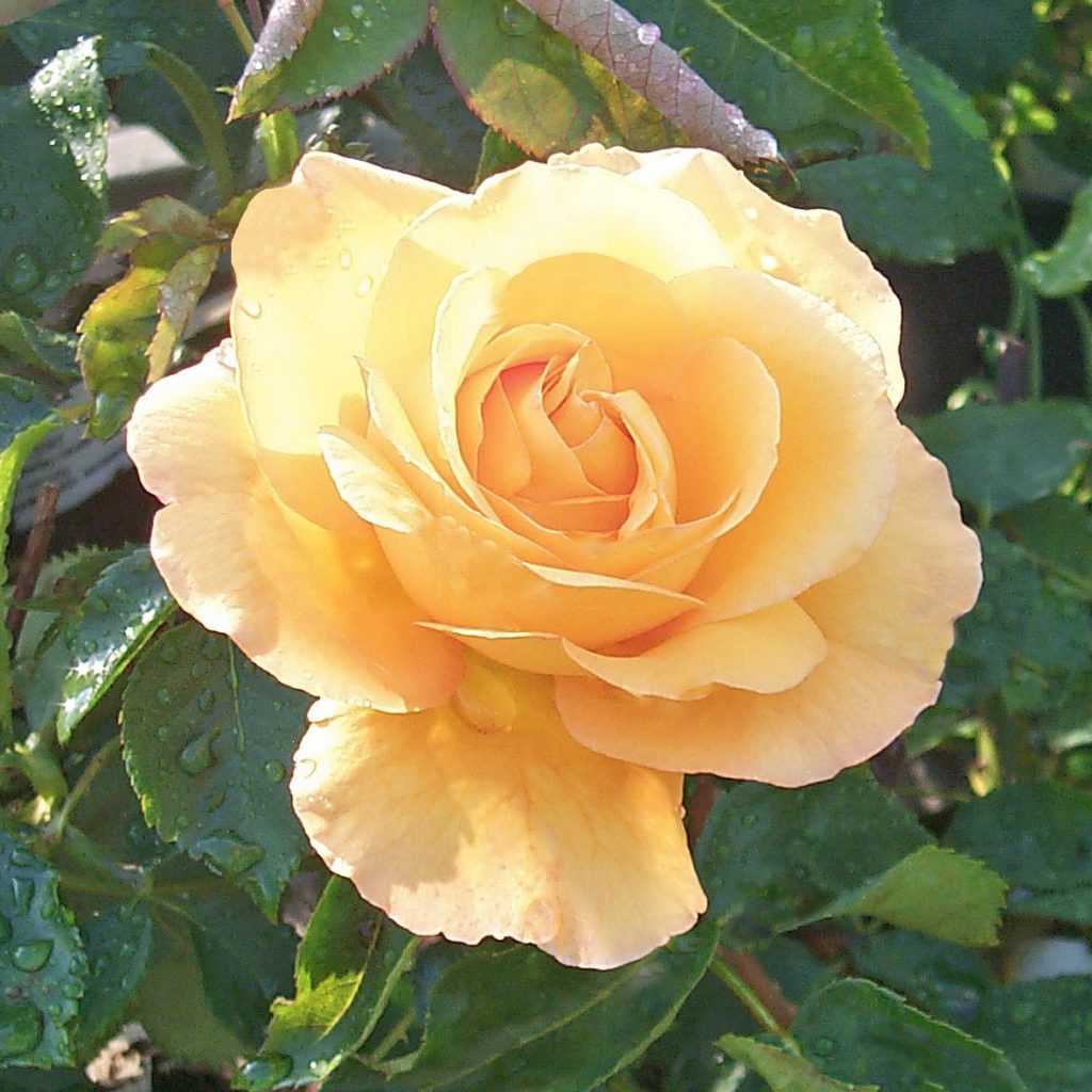 'Dutch Gold'