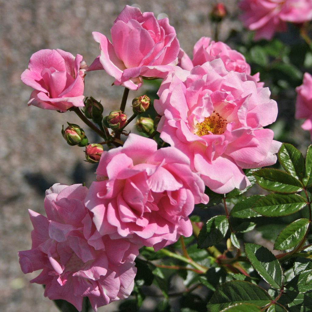 'Ellen Poulsen'