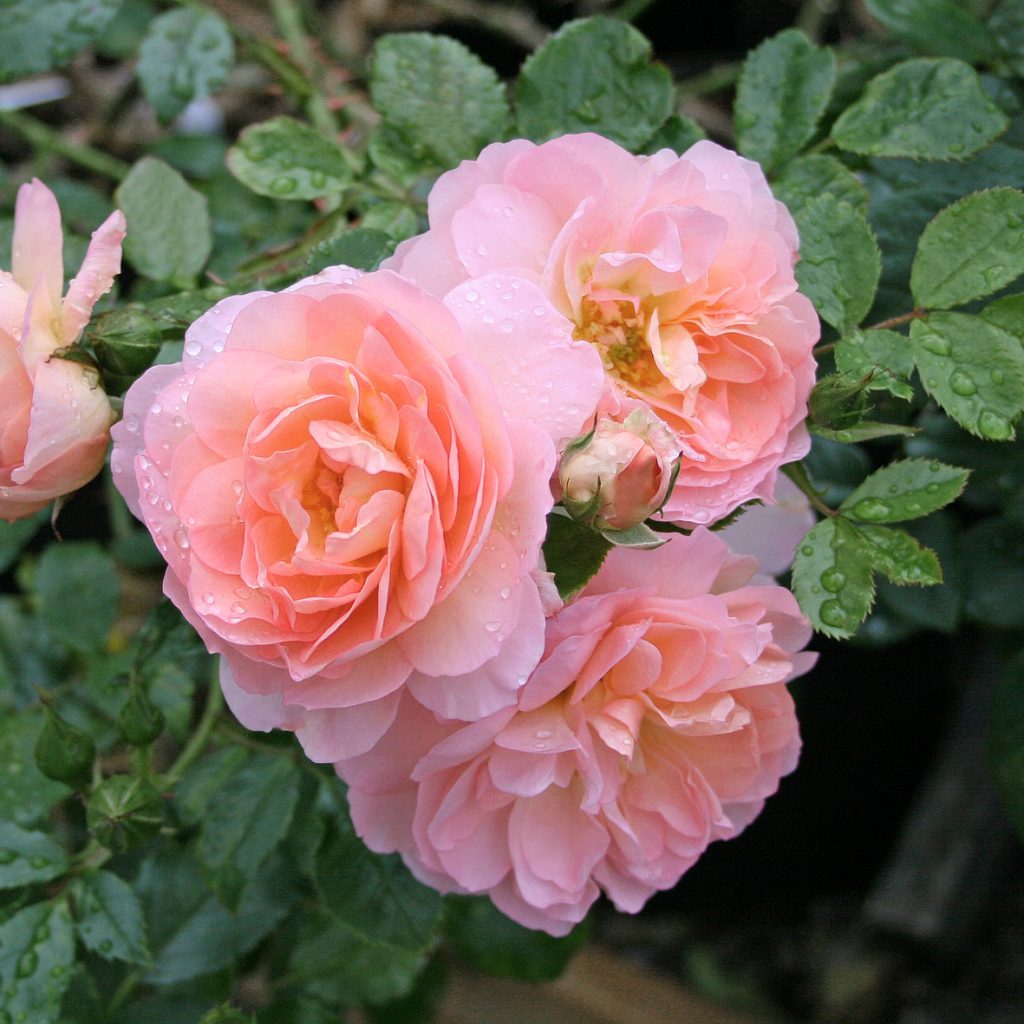 'Emelie'