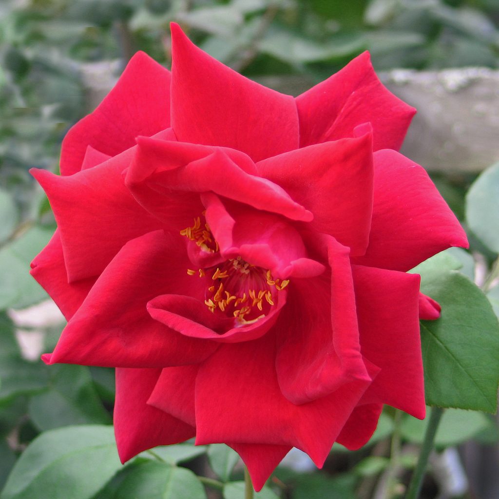 'Ena Harkness'