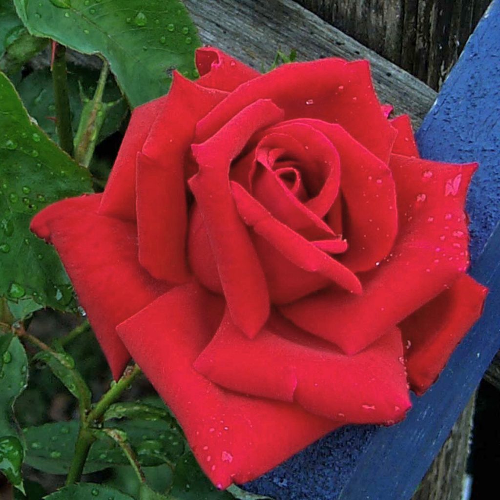 'Ernest H. Morse'