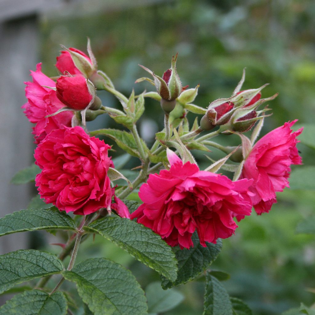 'F J Grootendorst'