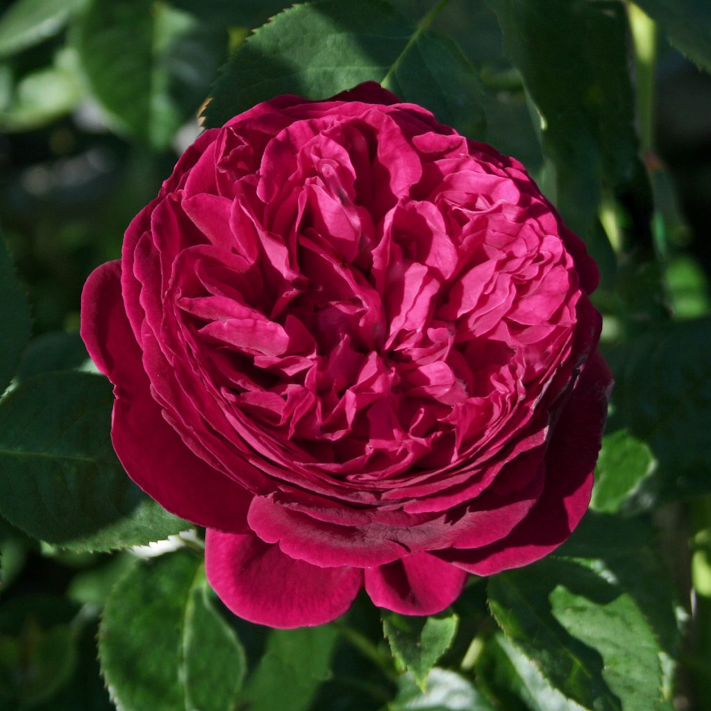FALSTAFF