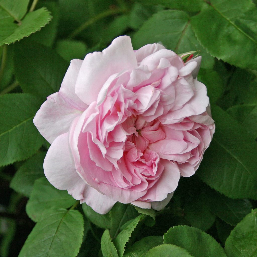 'Fantin-Latour'