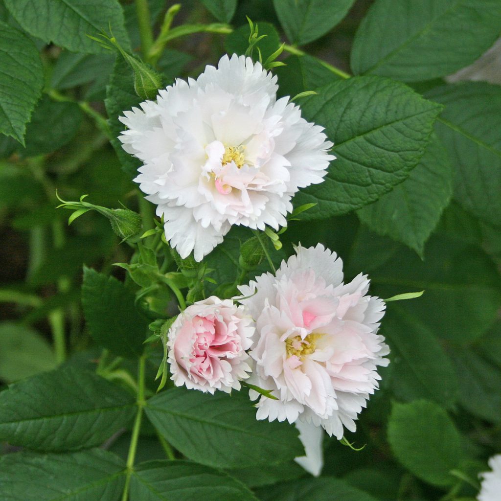 'Fimbriata'
