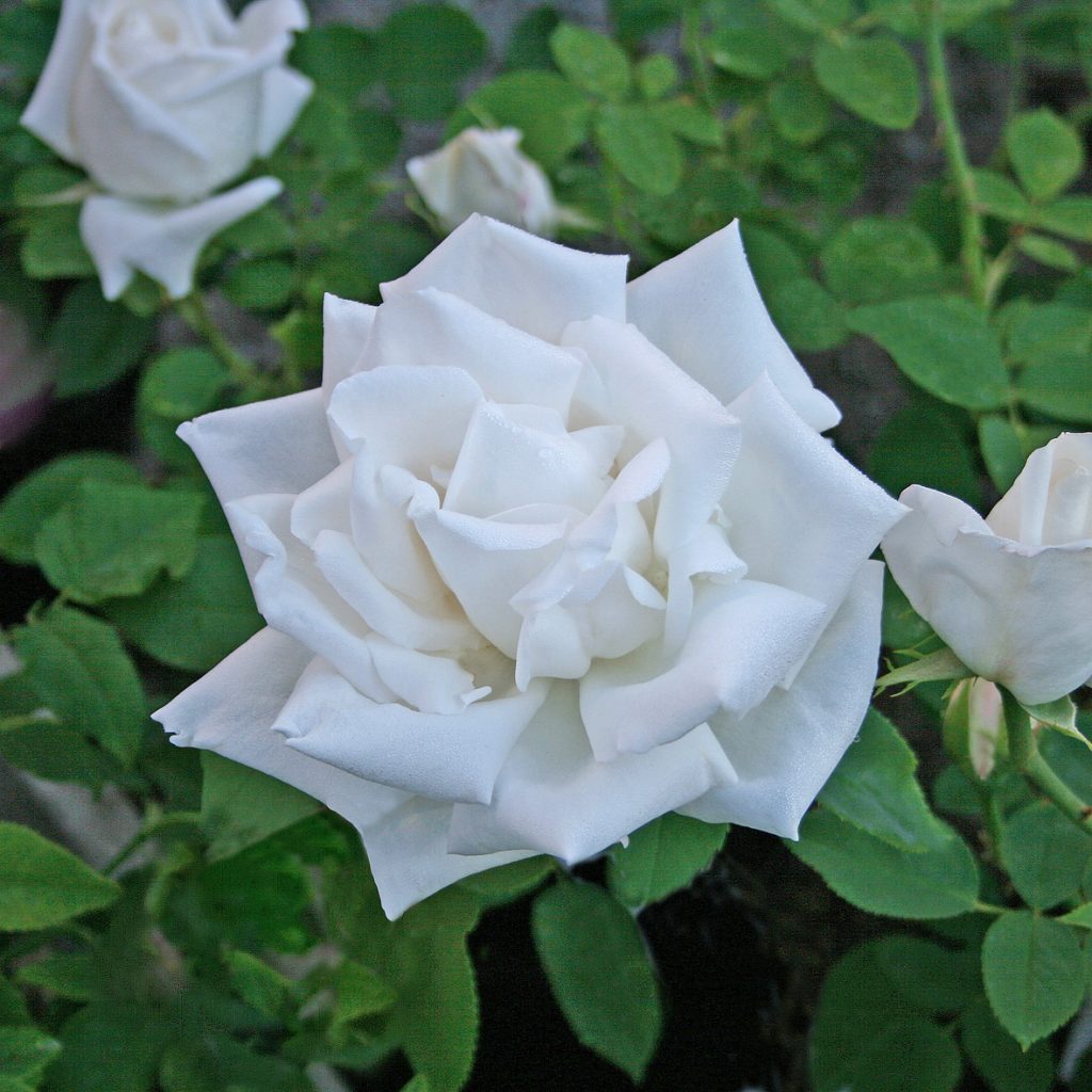 'Frau Karl Druschki'
