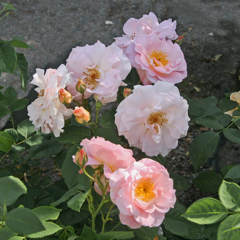 'Fritz Nobis'