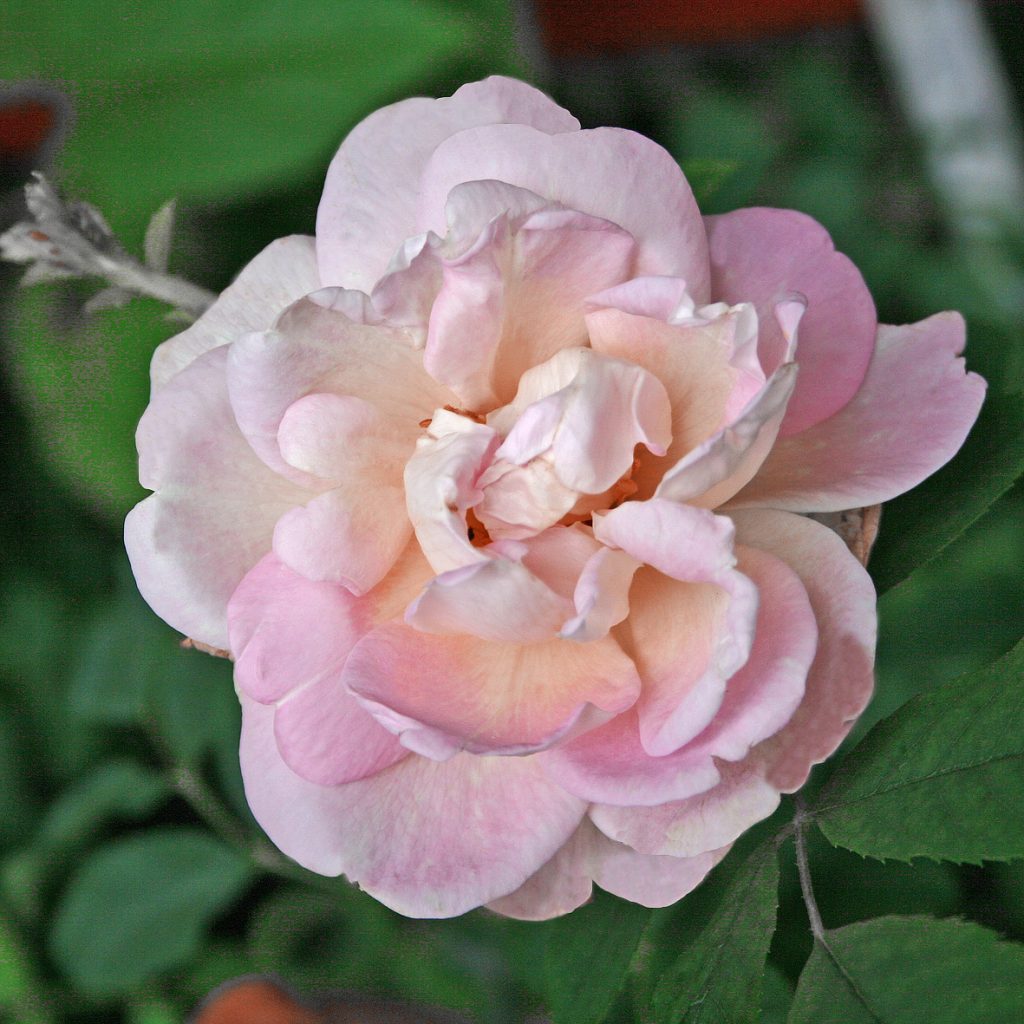 'Frühlingsduft'