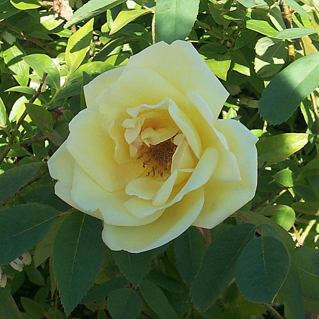 'Frühlingsgold'