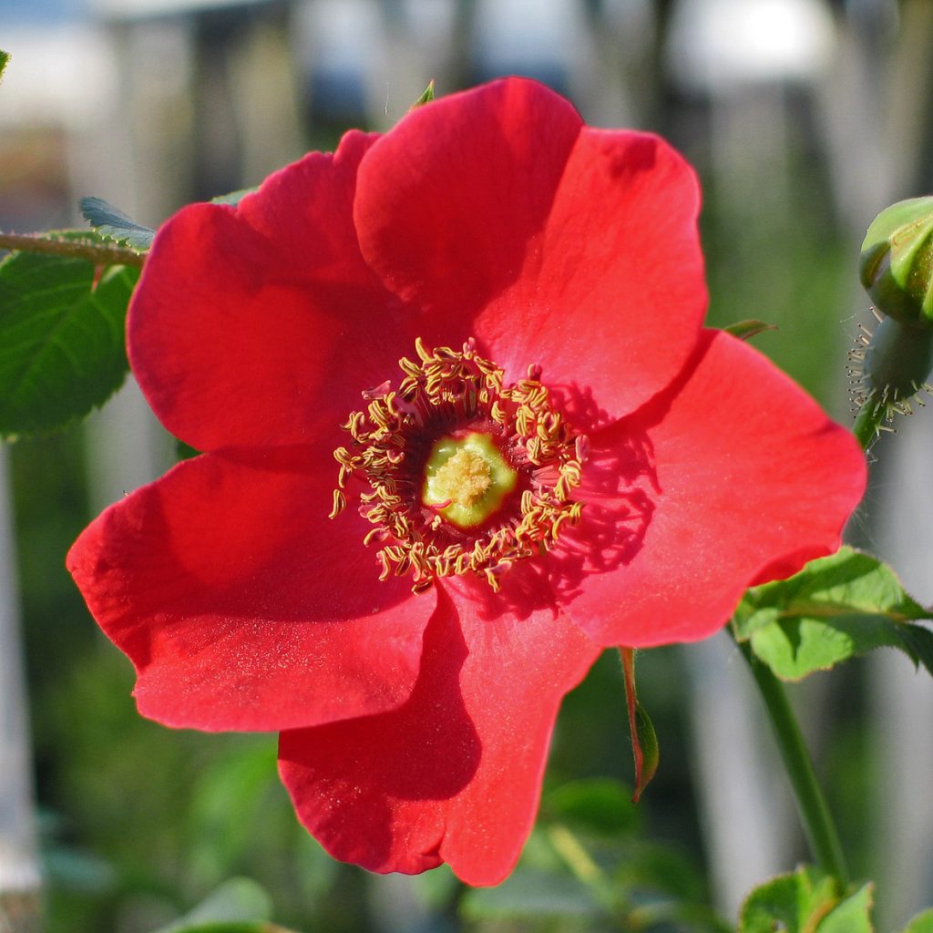 'Geranium'