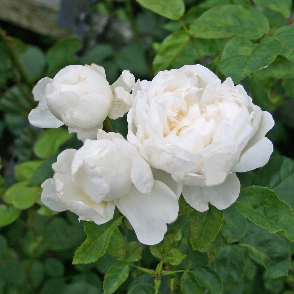 GLAMIS CASTLE