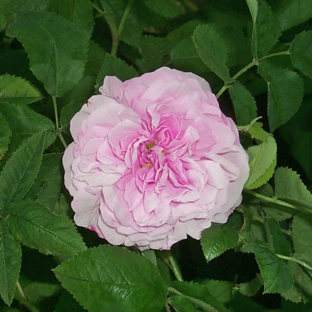 'Gloire de France'