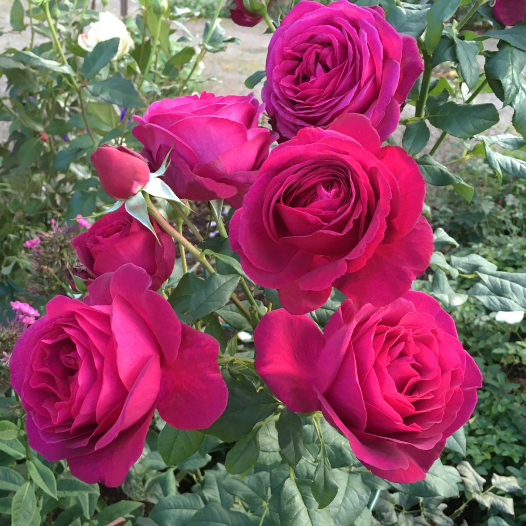 GOETHE ROSE