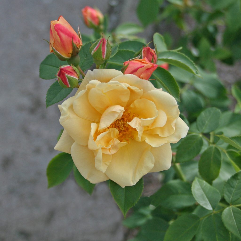 'Goldbusch'