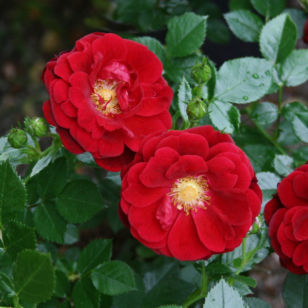 HABANERA
