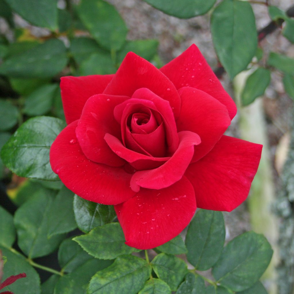 'Hanne'