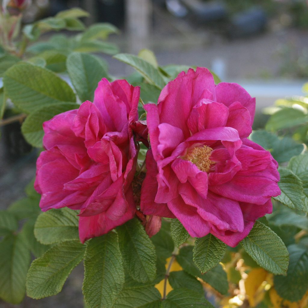 'Hansa'