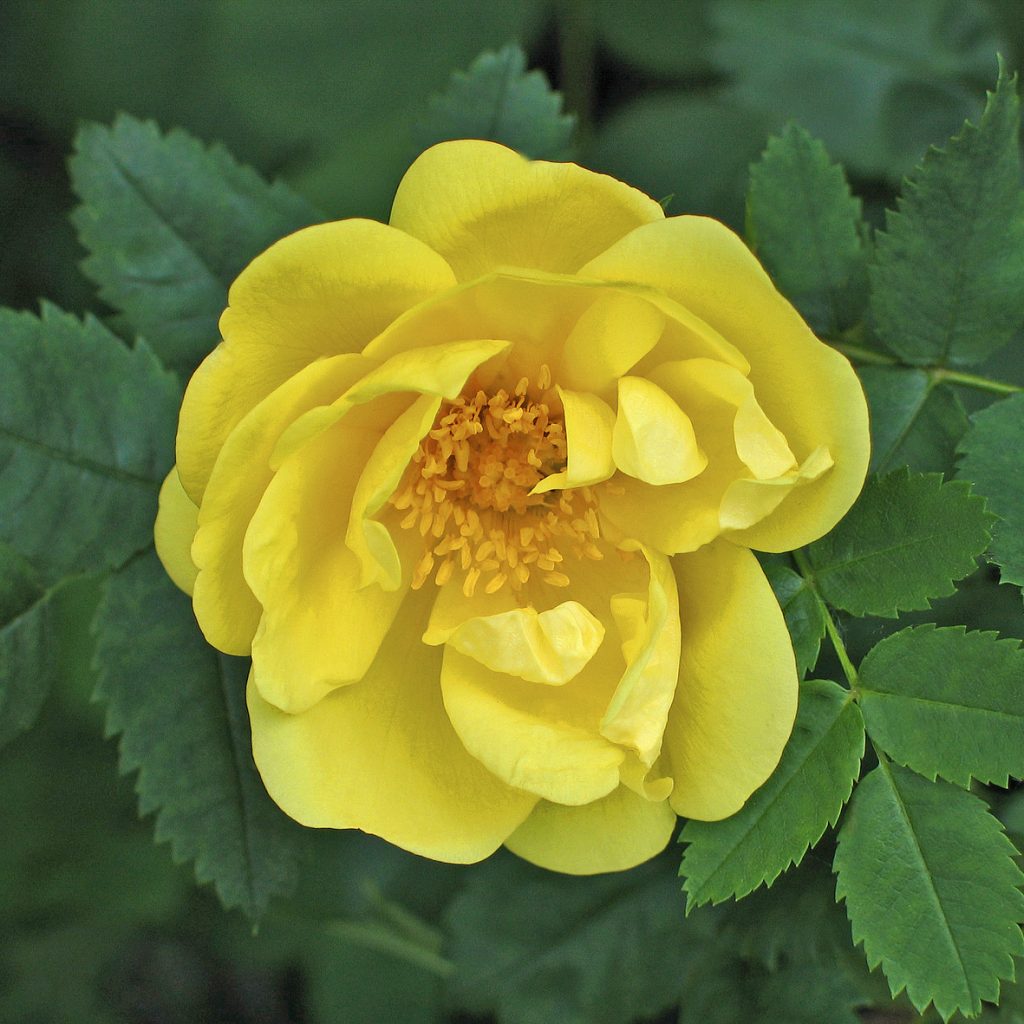 'Harison's Yellow'