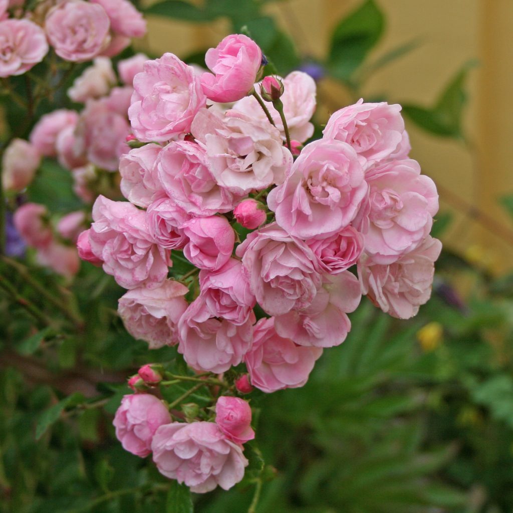 HEAVENLY PINK