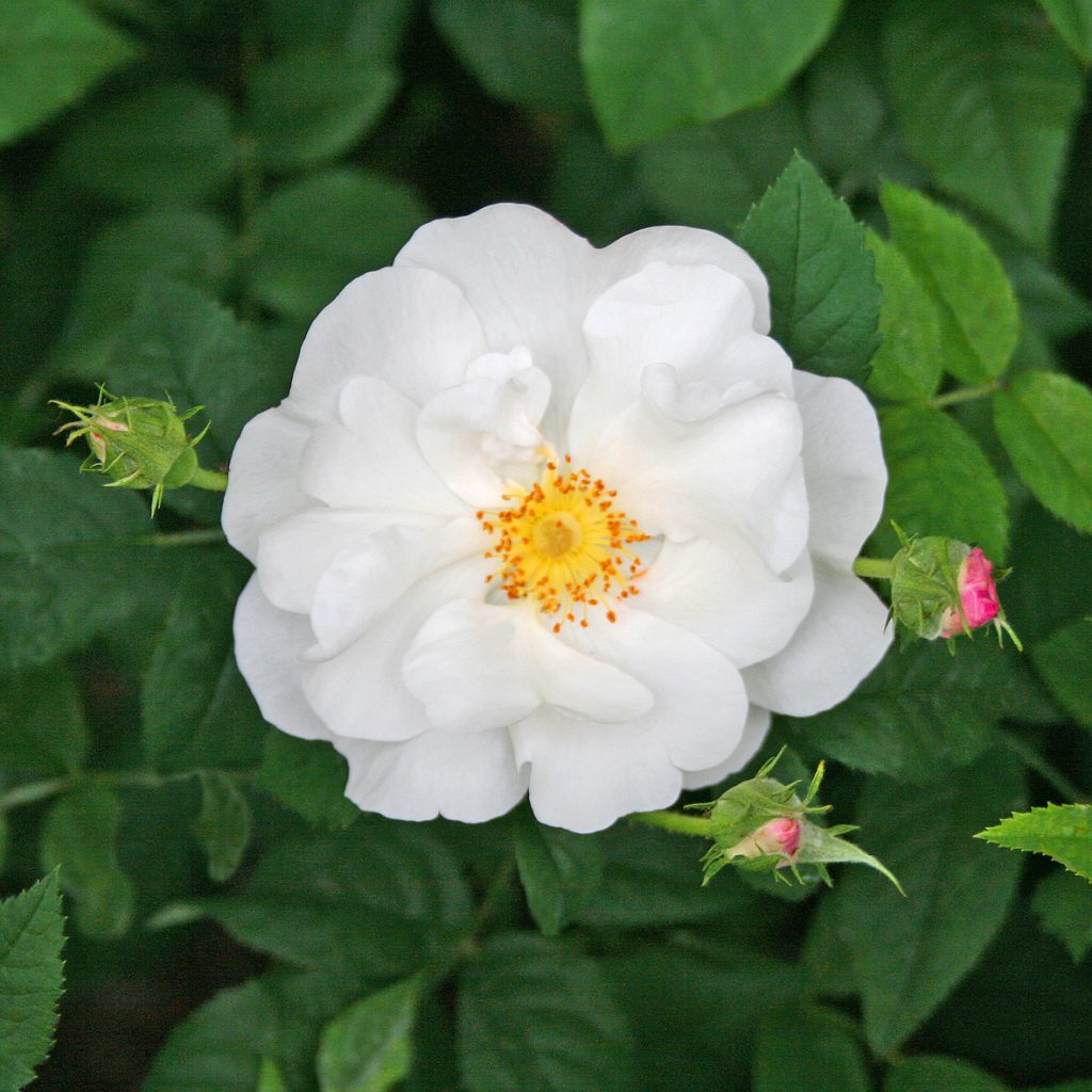 'Hebe's Lip'