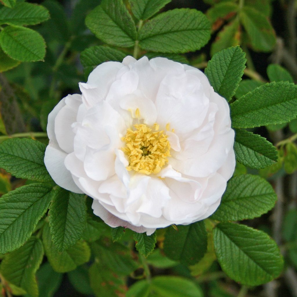 'Henry Hudson'