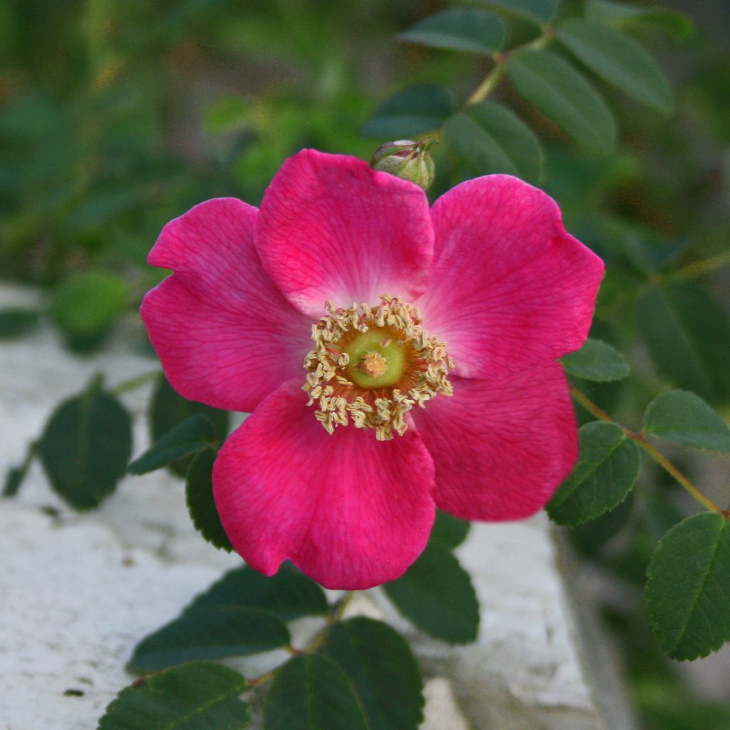 'Highdownensis'