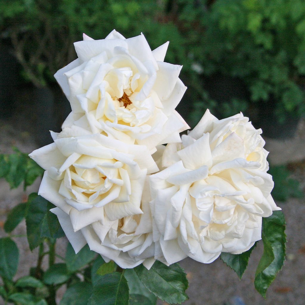 'Ilse Krohn Superior'