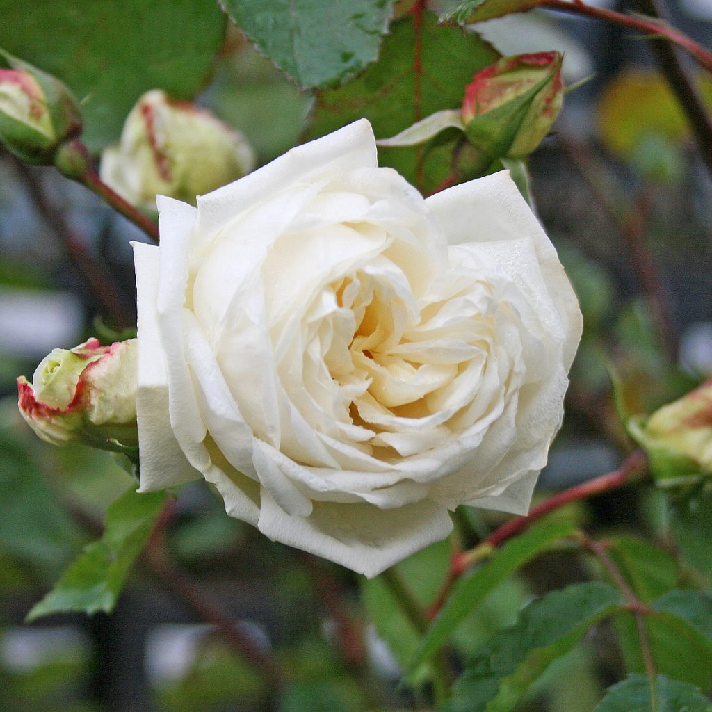 'Ilse Krohn Superior'