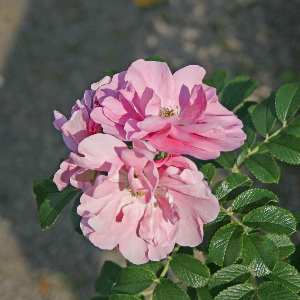 'Jens Munk'