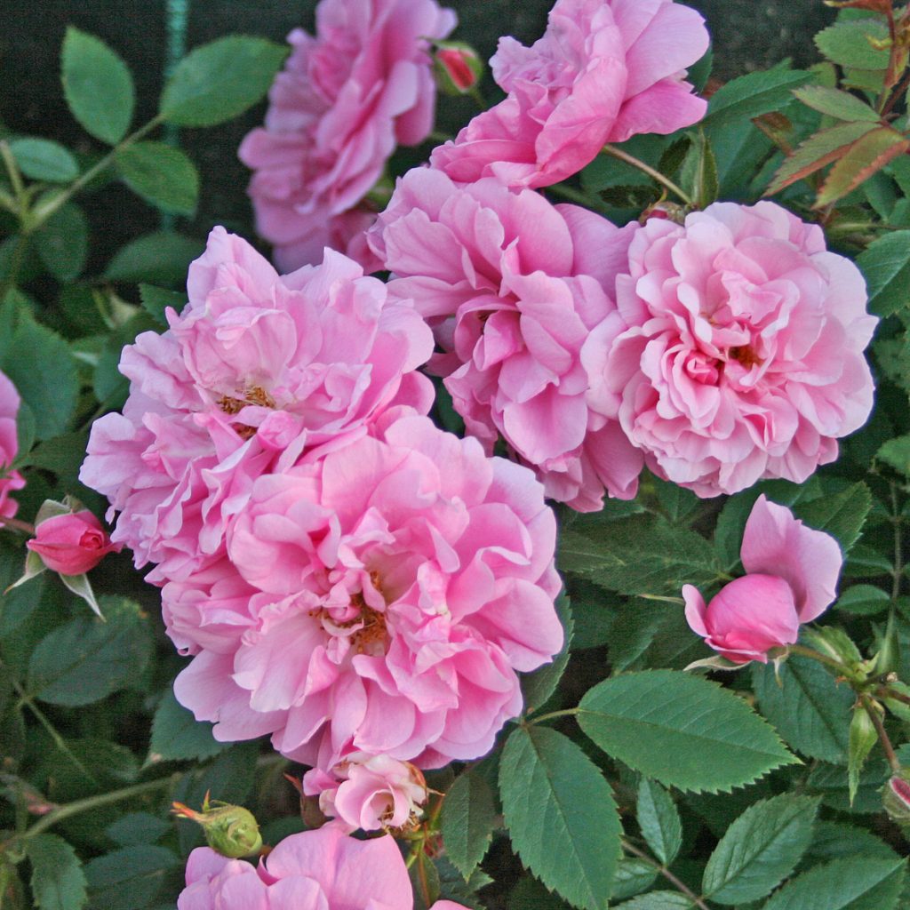'John Davis'