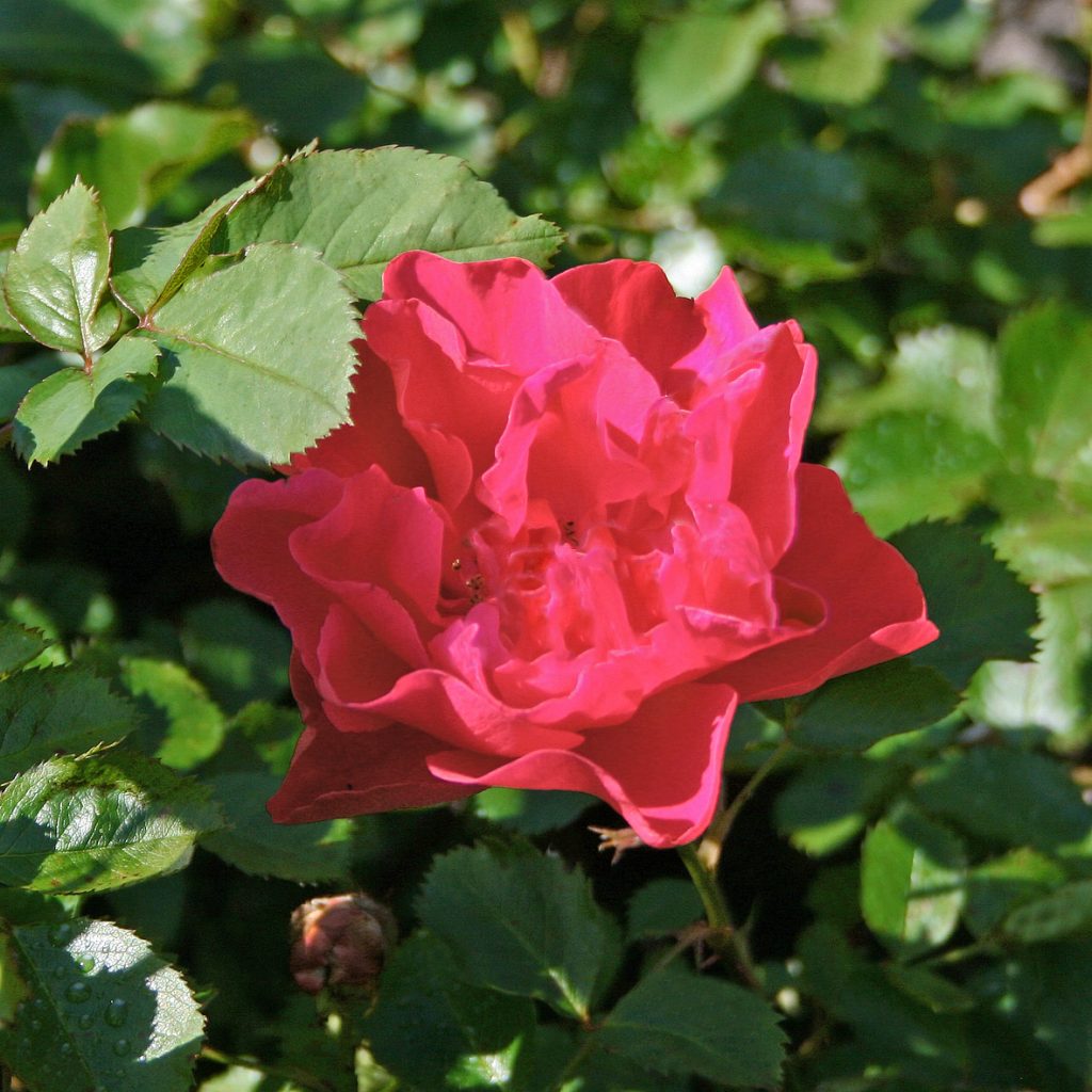 'John Franklin'