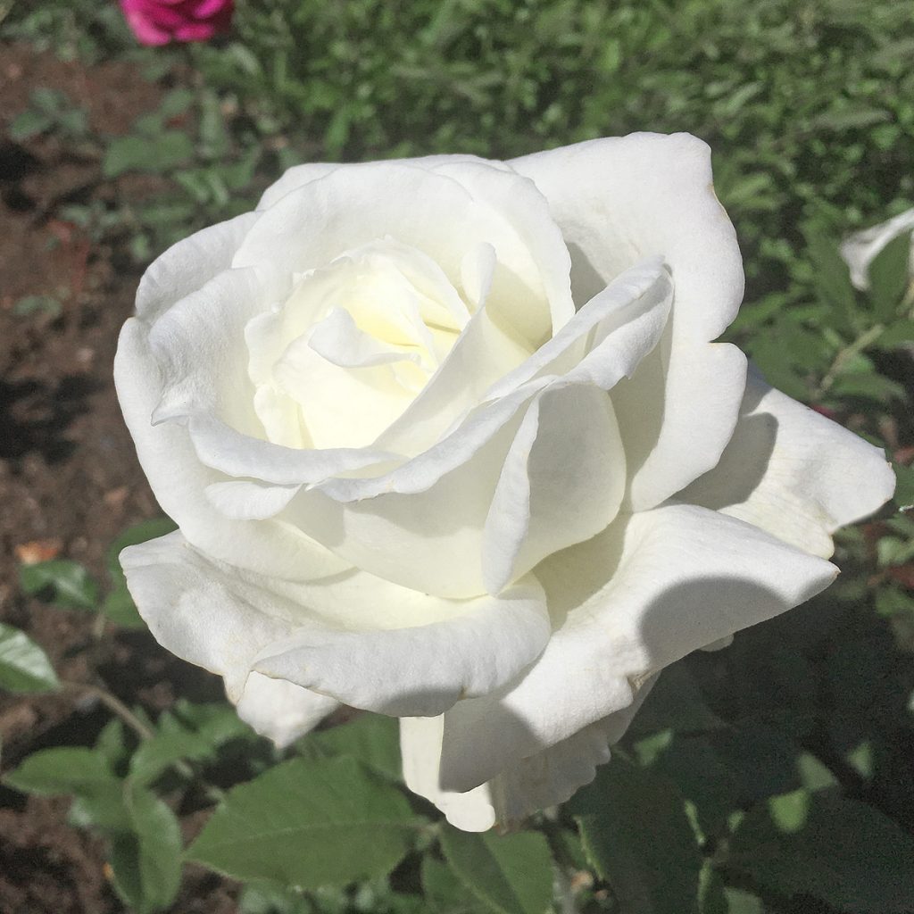 KAREN BLIXEN