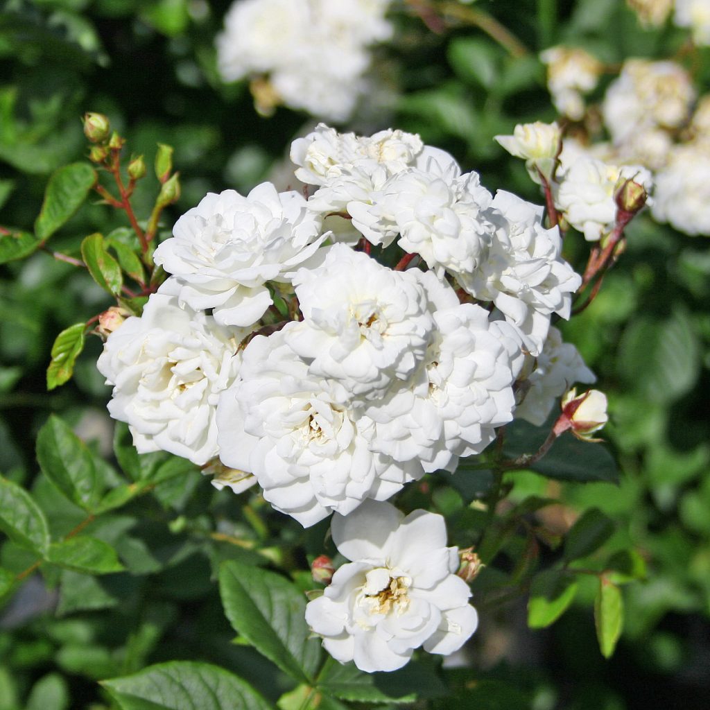 'Katharina Zeimet'