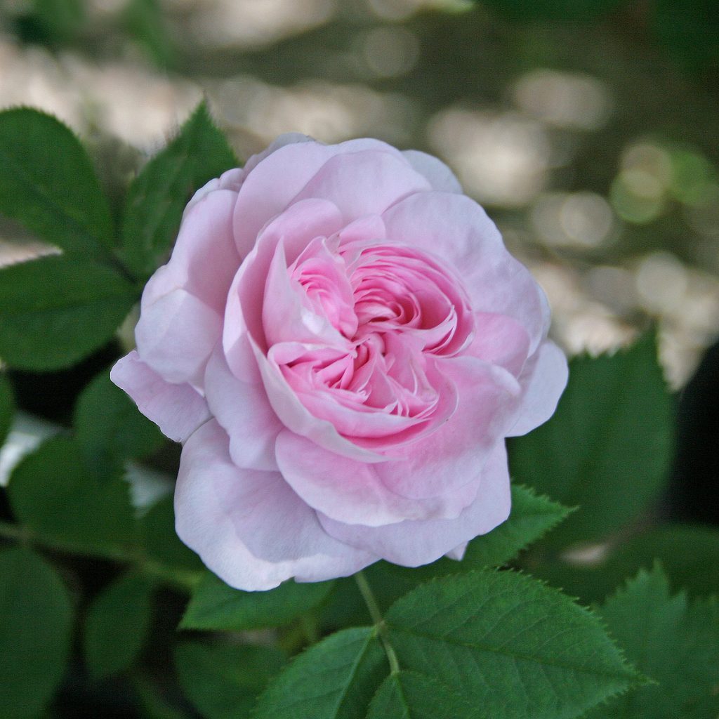 'Königin von Dänemark'