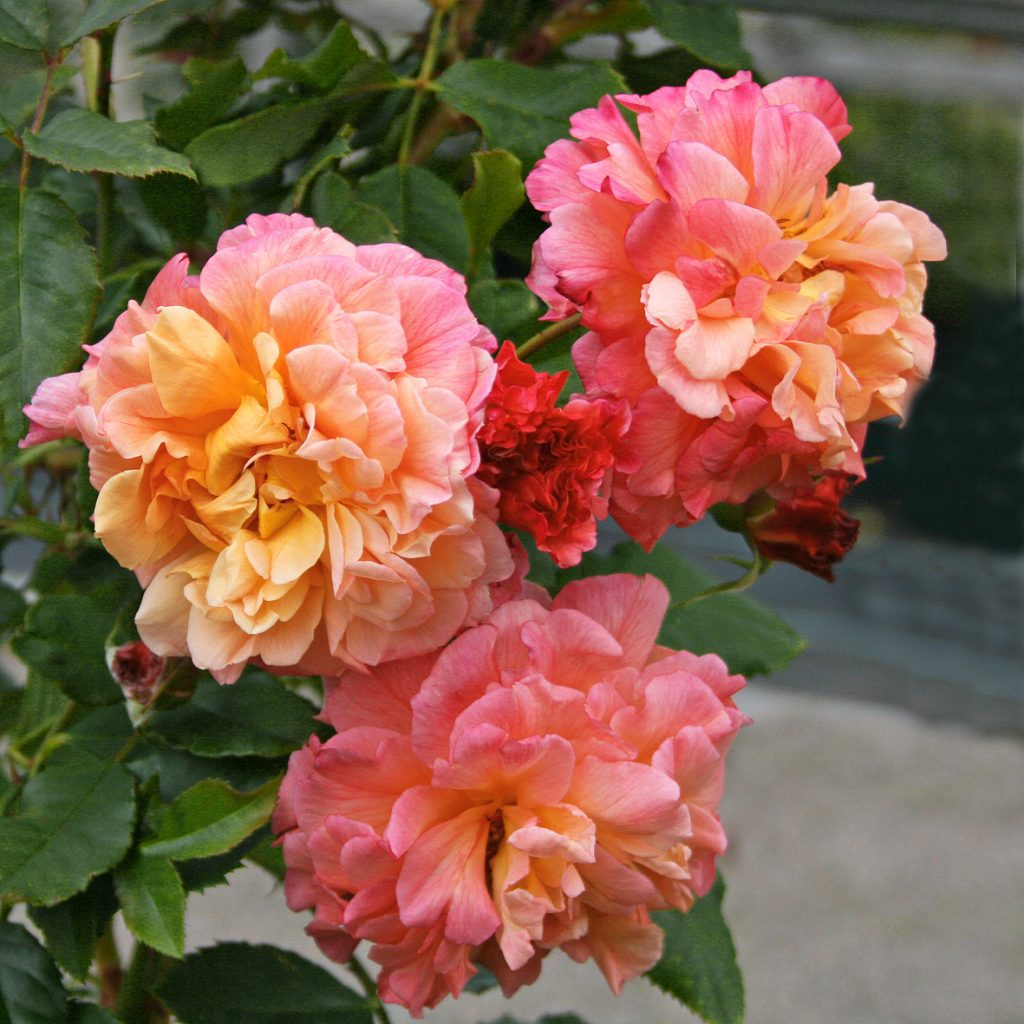 KORDES ROSE ALOHA