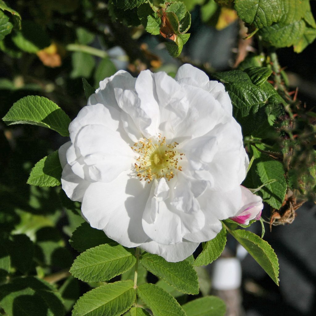 'Lac Majeau'