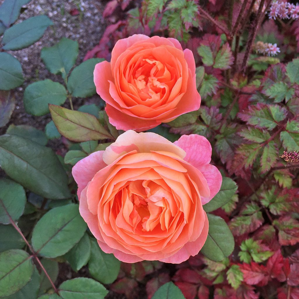 LADY EMMA HAMILTON
