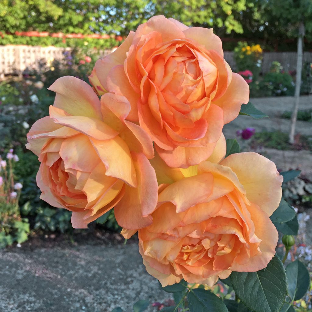 LADY OF SHALOTT