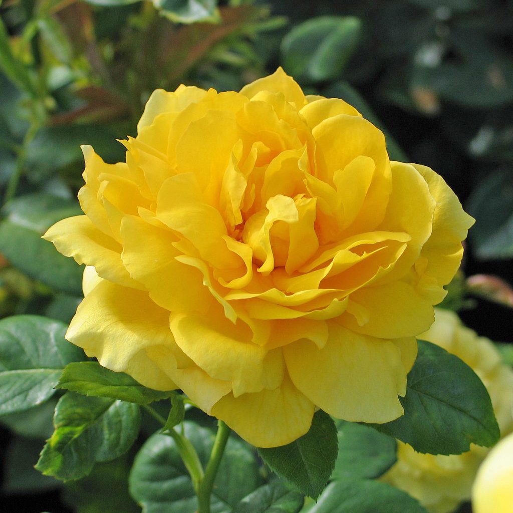 'Landora'