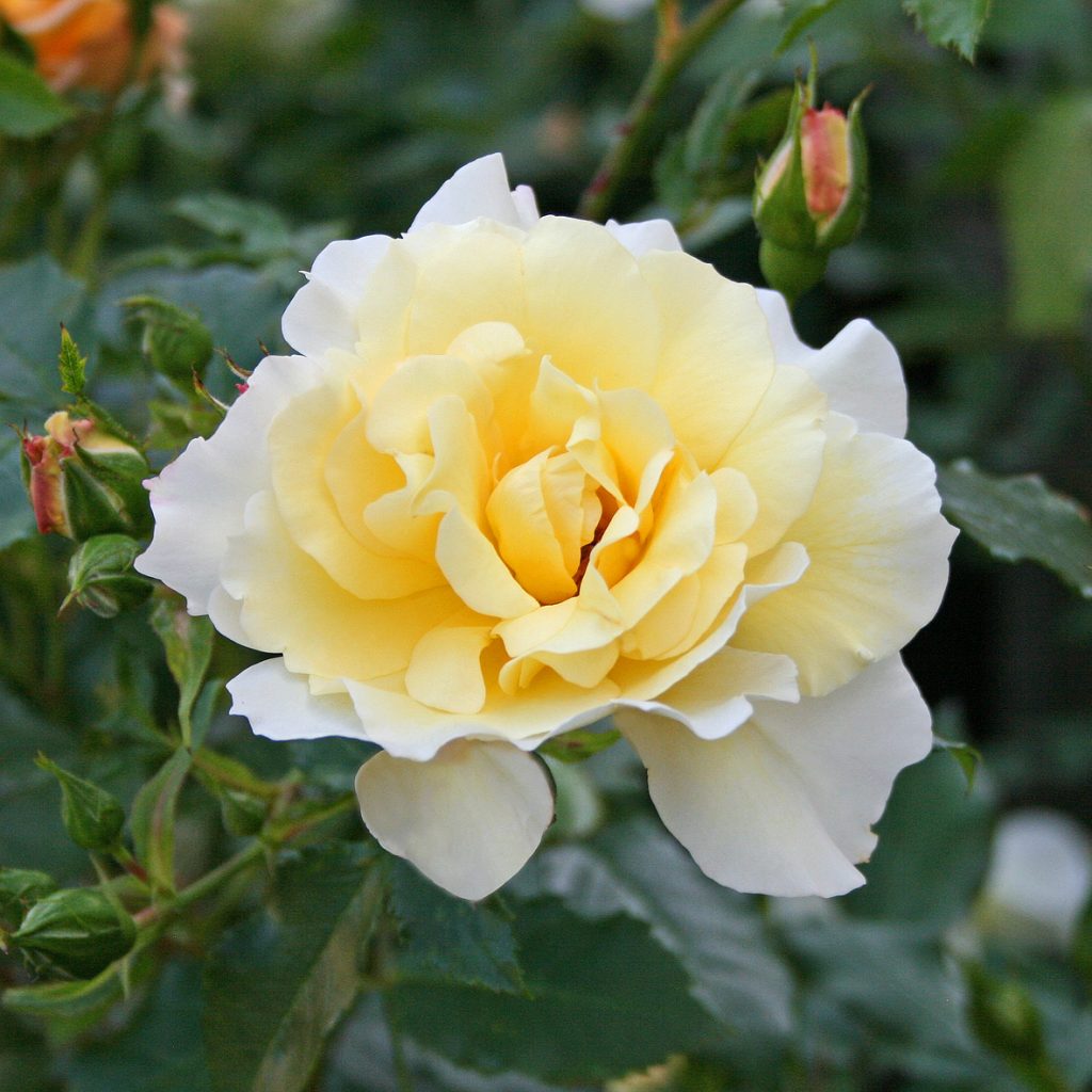 'Leverkusen'