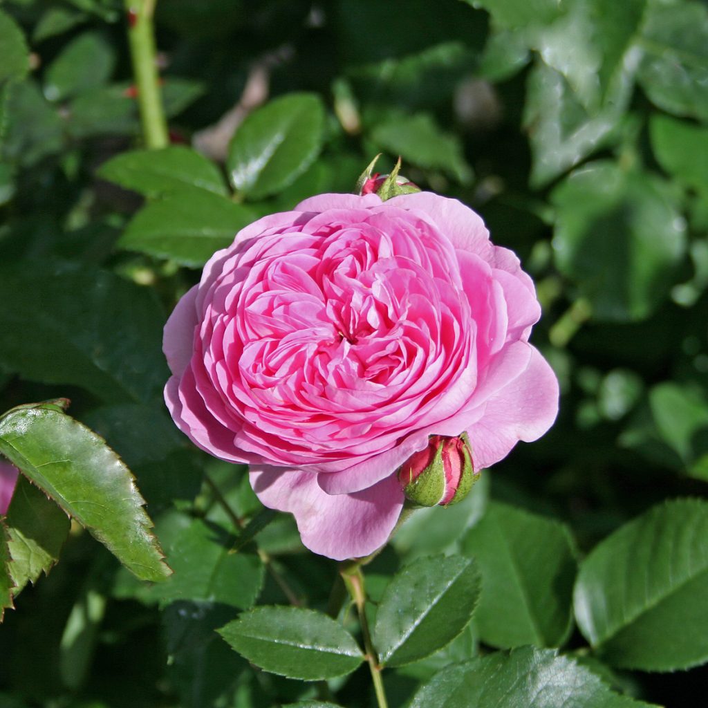 'Louise Odier'