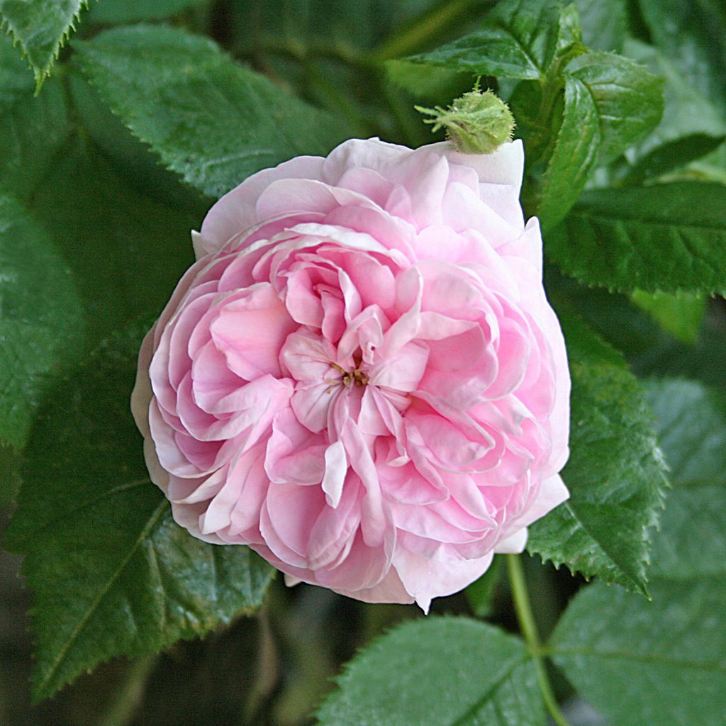 'Maiden's Blush'