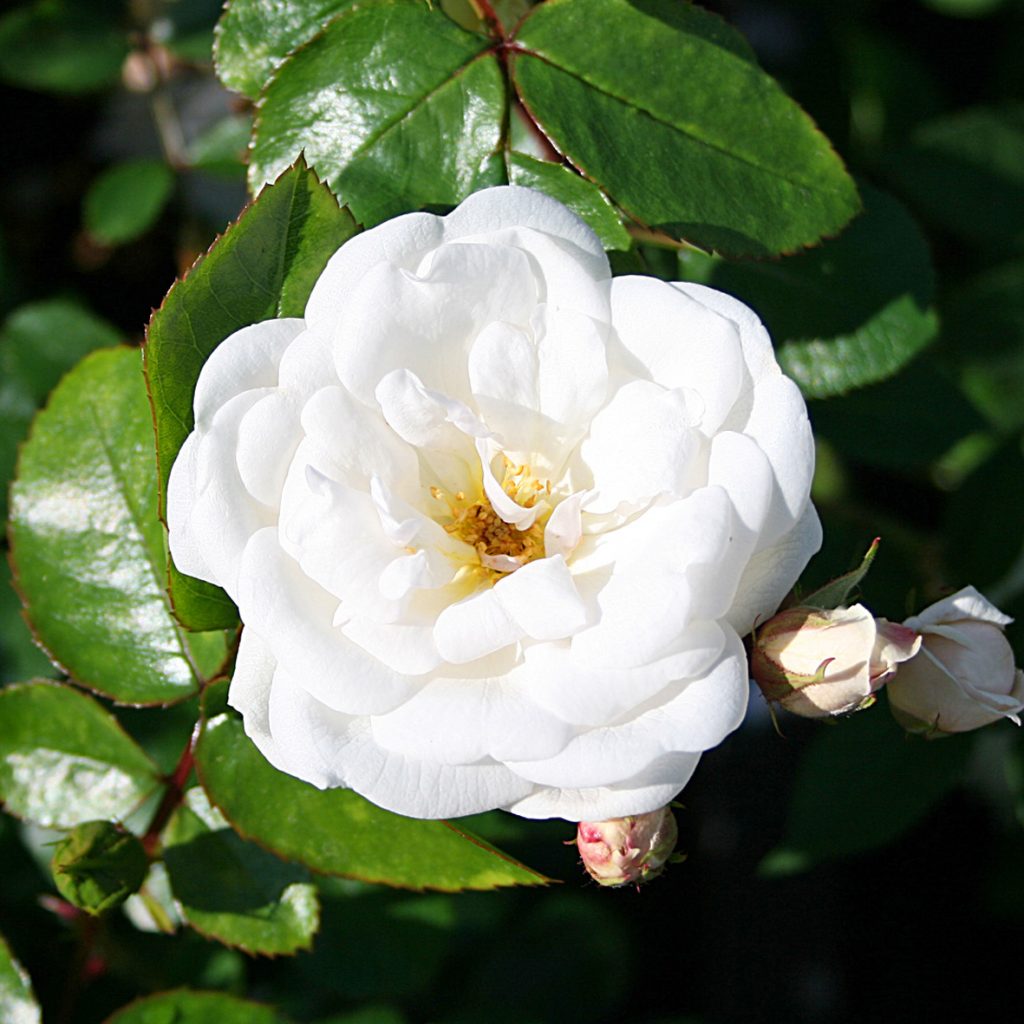 'Marie Pavié'