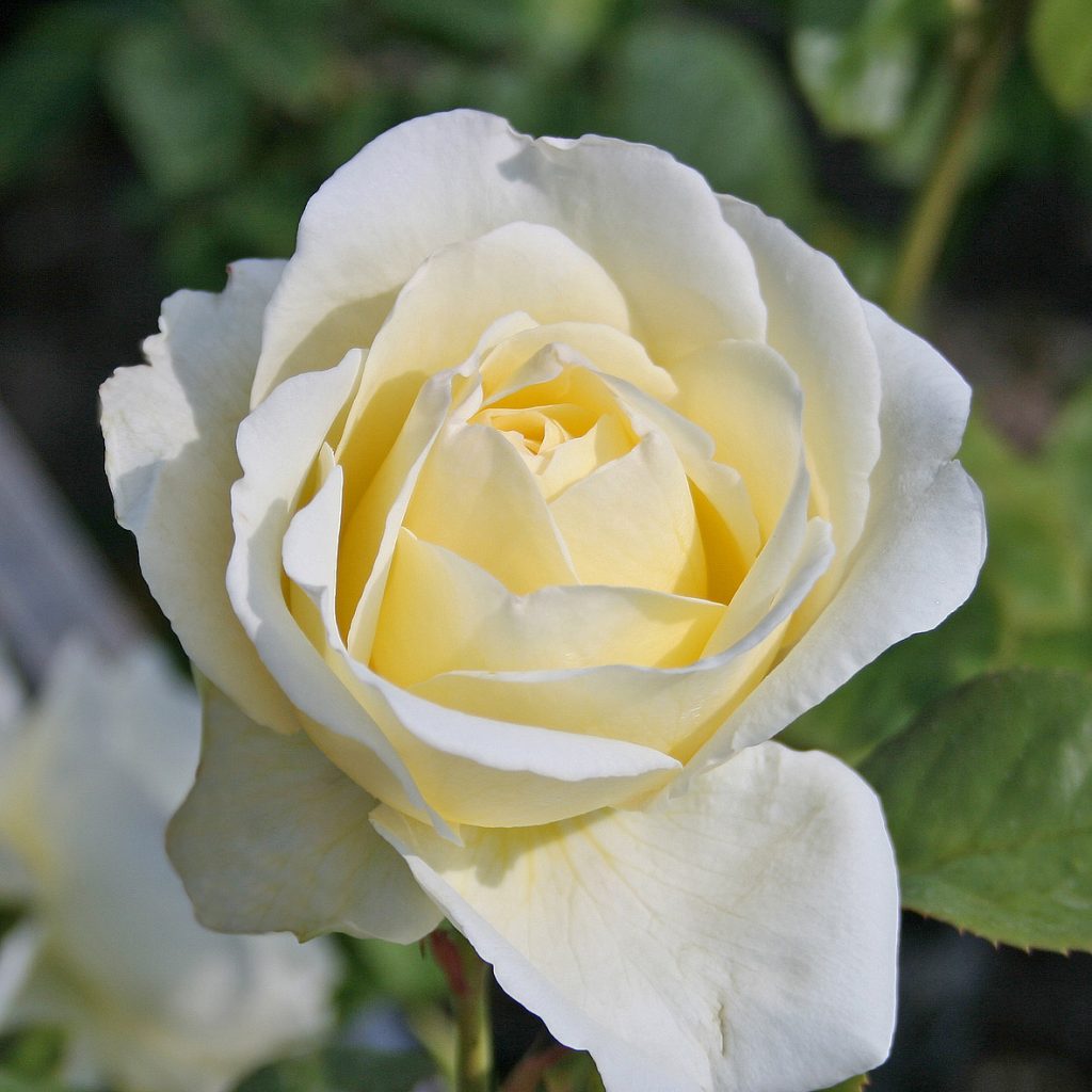 MARY WEBB