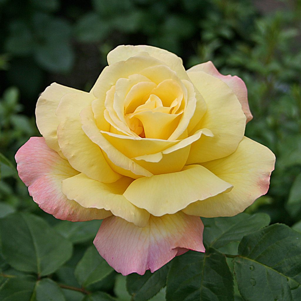 'Mme A. Meilland'
